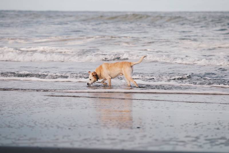 Urlaub am meer Callantsoog LekkerNaarZee